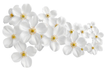 Yellow Watercolor Floral Isolated on Transparent Background
