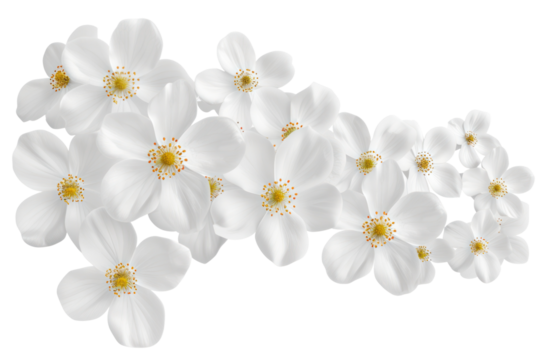 Yellow Watercolor Floral Isolated on Transparent Background