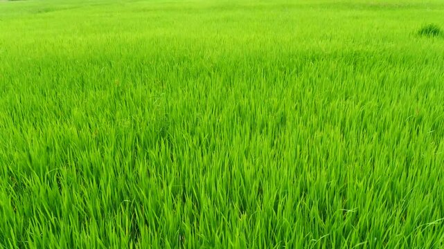 Day time rice field