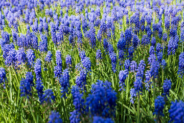 close up of a dense field of blue grape hyacinths
