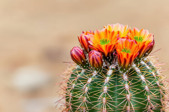 Vibrant coral orange flower blooming on barrel cactus spines in desert landscape