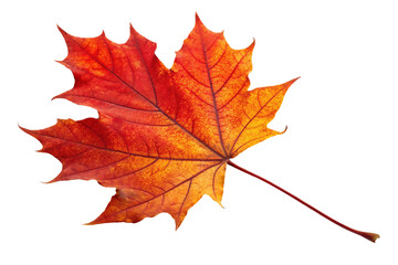 Vibrant autumn maple leaf with orange and red hues.