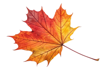 Vibrant autumn maple leaf with orange and red hues.