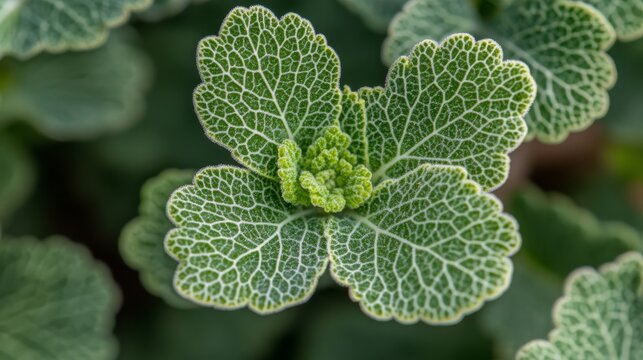 Highlighting the intricate veins and natural texture, a close-up of a green leaf in sunlight is ideal for botanical study