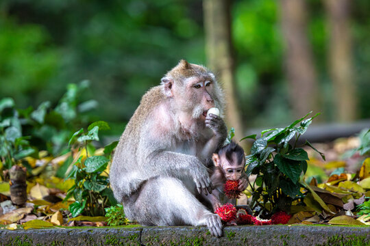 Monkeys eating fruit, image shows Balinese long-tailed monkey or Macaca Fascicularis a mother and baby sitting together eating in monkey forest - Powered by Adobe