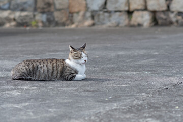 寝そべってくつろぐ可愛い野良猫　キジトラ白	