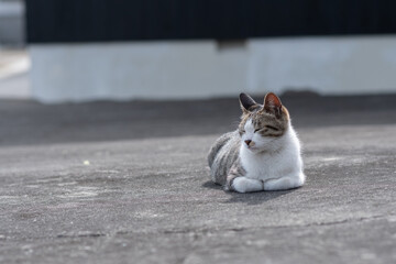 寝そべってくつろぐ可愛い野良猫　キジトラ白	