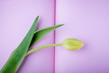 Light yellow green color one tulip flower on a pink background