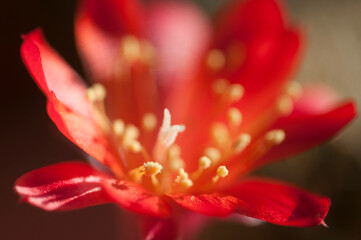 Rebutia minuscula cactus flower close up shot