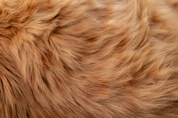 ふわふわな猫の毛並み　茶トラ猫	
