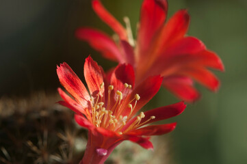Rebutia minuscula cactus flower close up shot