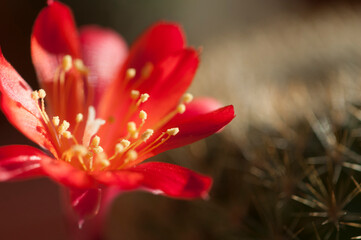Rebutia minuscula cactus flower close up shot