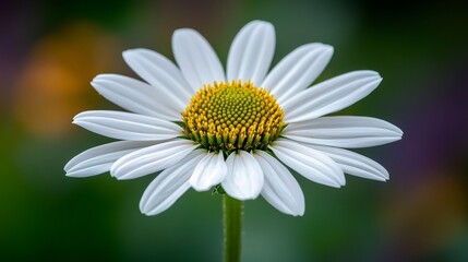 Obraz premium A butterfly relaxes on a colorful pink coneflower in the summer garden