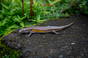 Bali skink or Eutropis multifasciata balinensis can be seen resting on a rock on the outskirts of a rice terrace in Bali