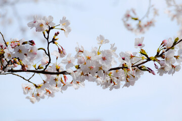 満開の桜の花と青空、サクラの背景、ソメイヨシノ、染井吉野、さくら