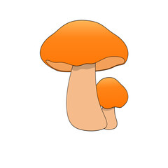 vector illustration of mushroom