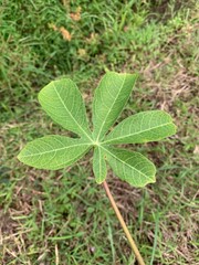 Cassava leaf texture