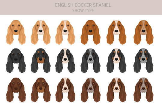 English cocker spaniel show type clipart and seamless pattern. Different poses, coat colors set.  Vector illustration