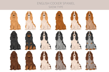 English cocker spaniel show type clipart and seamless pattern. Different poses, coat colors set.  Vector illustration