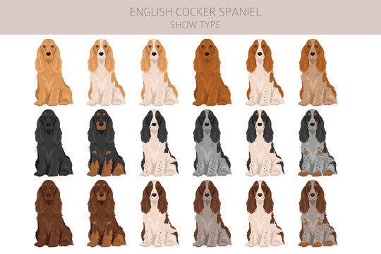 English cocker spaniel show type clipart and seamless pattern. Different poses, coat colors set.  Vector illustration