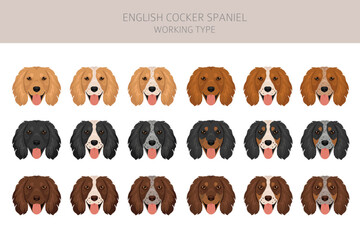 English cocker spaniel working type, field bred  clipart and seamless pattern. Different poses, coat colors set.  Vector illustration