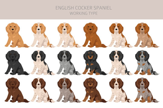 English cocker spaniel working type, field bred  clipart and seamless pattern. Different poses, coat colors set.  Vector illustration