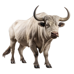 Textured White Bull on transparent background