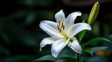 Fototapeta premium Elegant White Lily Blossom in Lush Garden. (1)