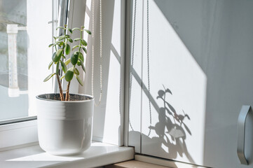 Green plant in a pot placed on a white windowsill in a bright kitchen, symbolizing freshness