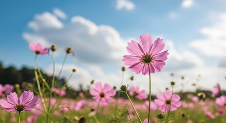Obraz premium Serene pink cosmos flowers blooming under a vibrant blue sky a picturesque field bathed in soft sunlight creating a tranquil and peaceful atmosphere AI Generative