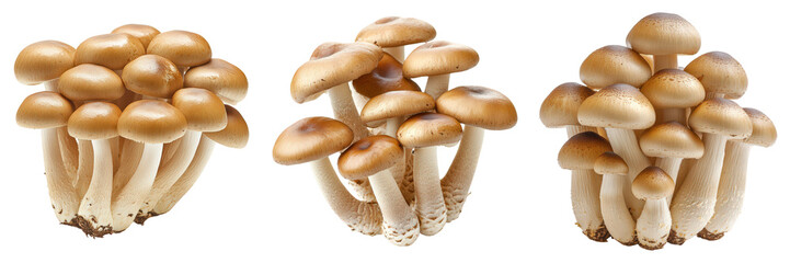 Triptych of clustered brown and white mushrooms.