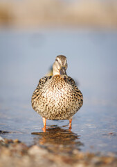 Duck in shallow water. Duck close-up.