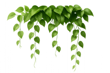 ポトスの優雅なグリーン装飾　瑞々しい緑の優雅さ　PNG