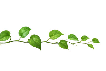 Fototapeta premium ポトスの優雅なグリーン装飾 瑞々しい緑の優雅さ PNG