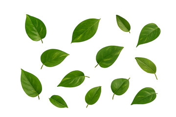 Naklejka premium ポトスの優雅なグリーン装飾 瑞々しい緑の優雅さ PNG