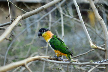 Parrot caique named Bro