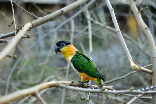 Parrot caique named Bro