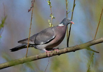 A common pigeon sits on a tree.