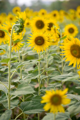 Beautiful and brightsun flowers blooming in summer season on the country field