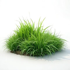 Fototapeta premium green grass with water drops