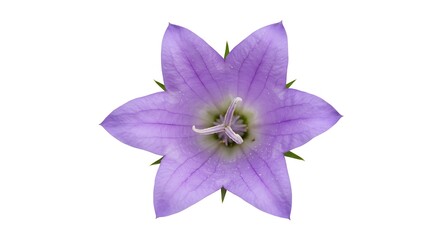 Lavender Starburst AI Generated