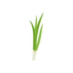 Obraz premium Garlic chives leaf. Healthy vegetarian food. Flat vector illustration.