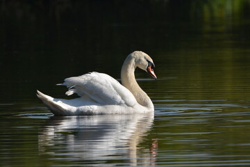 Cygne blanc majestueux sur l'eau se reflétant.