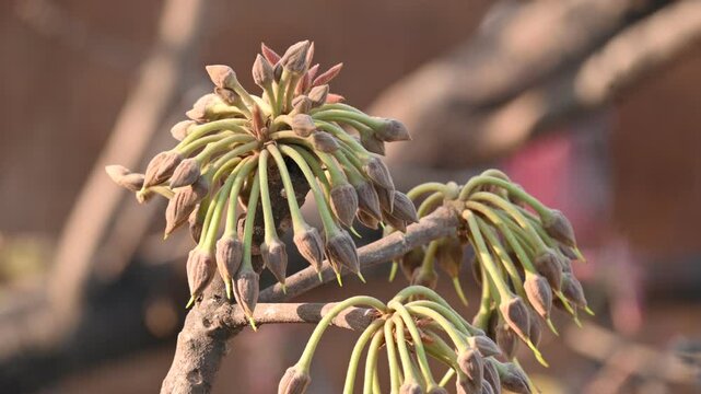 Madhuca longifolia flower in the tree. Its known as Mahua. This is edible. Its common names madhuka,&nbsp;mahura,&nbsp;madkam,&nbsp;mahu Butter Tree,&nbsp;mahura,&nbsp;mahwa,&nbsp;mohulo,&nbsp;Iluppai,&nbsp;Mee and&nbsp;Ippa chettu.