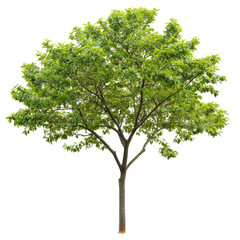 Obraz premium Lush green tree with full foliage thriving against a Transparent background in a tranquil setting, tree with green leaves on a