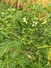 Small chili plant with white flowers and green fruits, green tea leaves