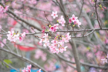 Pink cherry blossoms in spring