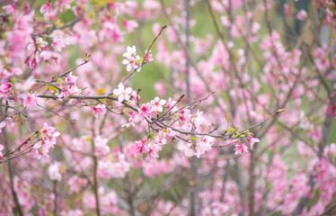Pink cherry blossoms in spring