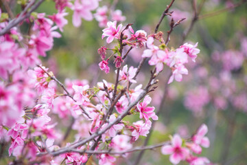Pink cherry blossoms in spring