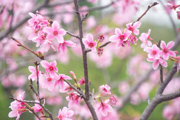 Fototapeta premium Pink cherry blossoms in spring